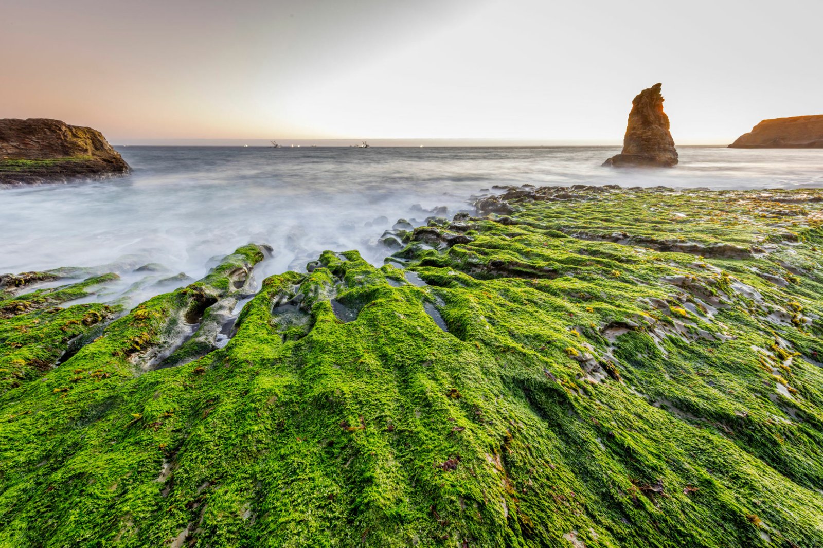 Sea moss Davenport Beach